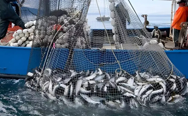 54 ألف طن.. روسيا تعلن حصتها من الصيد البحري في المياه المغربية