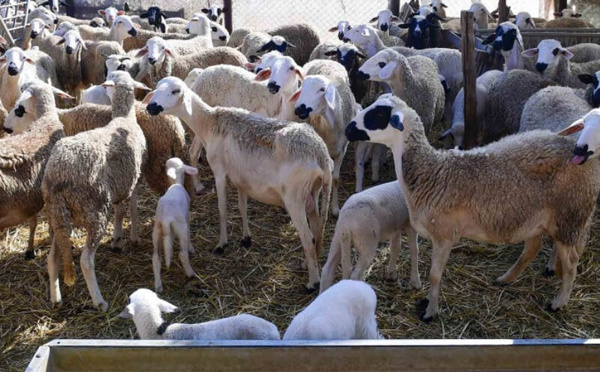 بايتاس :  تم صرف 5,5 مليار درهم لفائدة 1,15 مليون من مربي الماشية