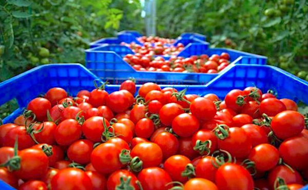 اتحاد الفلاحين في إسبانيا يطالب بفرض قيود على صادرات الطماطم المغربية