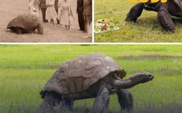 وفاة السلحفاة العملاقة جوناثان عن عمر ناهز 193 سنة في سانت هيلينا