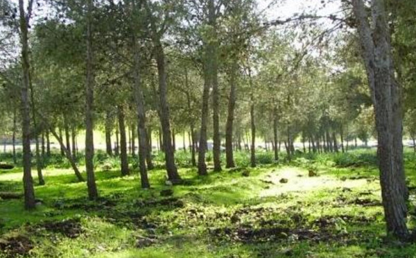 المجلس الاقتصادي والاجتماعي يحذر :  شبكة المسالك الغابوية بالمغرب مهددة بالانهيار