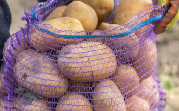 دراسة فرنسية تكشف عن ارتباط محتمل بين استخدام المبيدات وحدوث السرطان في بيرو