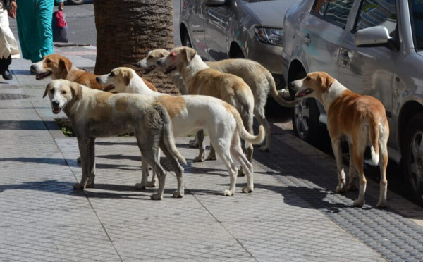 لفتيت يكشف تخصيص 280 مليون درهم لمواجهة ظاهرة الكلاب الضالة