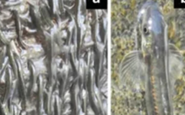 سمكة صغيرة تتحدى الجاذبية.. اكتشاف علمي يوثق قدرتها على تسلق شلالات عمودية في الكونغو