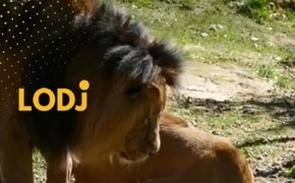 لحظة مؤثرة: لبؤة تنقذ صغيرها من الغرق بمجهود خارق