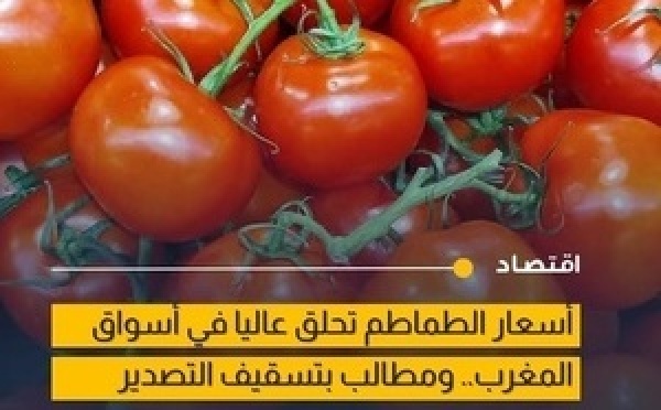 ارتفاع أسعار الطماطم بالمغرب يصل إلى 14 درهماً للكيلوغرام