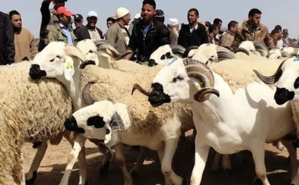 عيد الأضحى بين مؤشرات الانفراج وتحديات القدرة الشرائية: هل تنخفض أسعار الأضاحي فعلاً؟