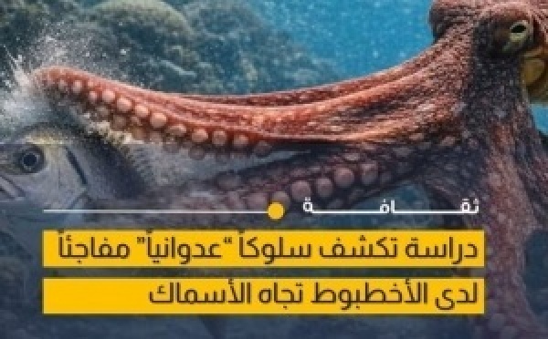 باحثون يكشفون جانباً عدائياً غير متوقع عند الأخطبوط