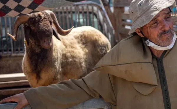 أخنوش :  وفرة القطيع تتجاوز 40 مليون رأس ولا دعم إضافي للكسابة بعد صرف 13 مليار درهم