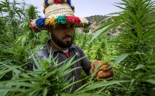 القنب الهندي بالمغرب : إنتاج وطني يناهز 19.576 قنطارا و5765 رخصة نشيطة خلال 2025