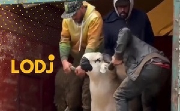 من قلب مكناس.. الصردي المغربي كيبهر في المعرض الدولي للفلاحة.