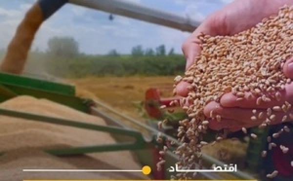 المغرب يتوقع إنتاج 9 ملايين طن من الحبوب خلال موسم 2026