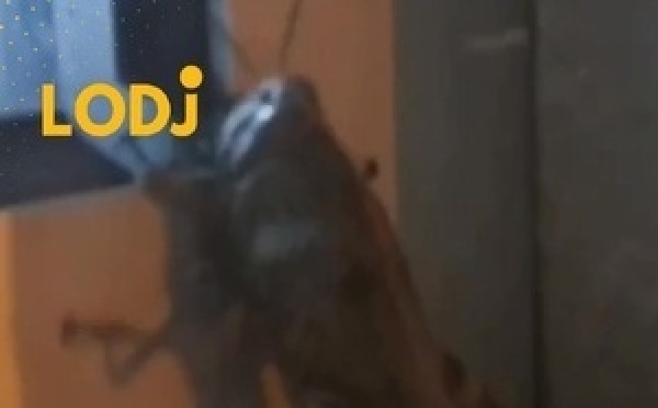 جرادة بحجم غير مسبوق تظهر في ديار بكر التركية