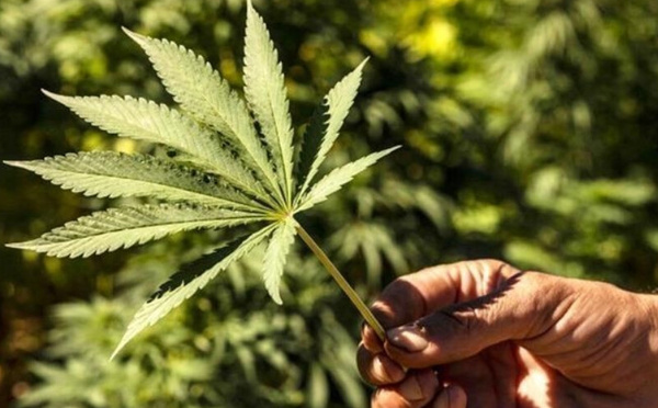 +47% في الإنتاج.. القنب الهندي بالحسيمة يسجل قفزة غير مسبوقة سنة 2025