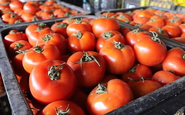 8 يورو للكيلوغرام.. قرار تعليق الصادرات المغربية يهز أسعار الطماطم في أوروبا