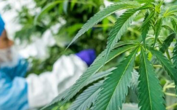 الحسيمة تسجل قفزة في إنتاج القنب الهندي القانوني وتوسّع في الانخراط الفلاحي