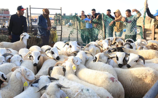 مع اقتراب عيد الأضحى : جمعية حماية المستهلك تحذر من المضاربين جراء ارتفاع الأسعار