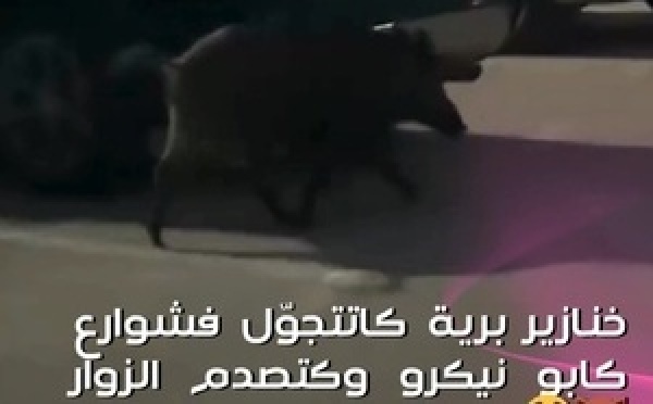 ظهور خنازير برية وسط شوارع كابو نيكرو يثير الاستغراب