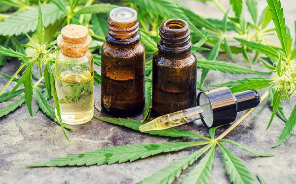 أول شحنة مغربية من صادرات القنب الطبي تحصل على شهادة GMP