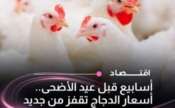 تذبذب أسعار الدواجن يثير استياء المواطنين قبل العيد