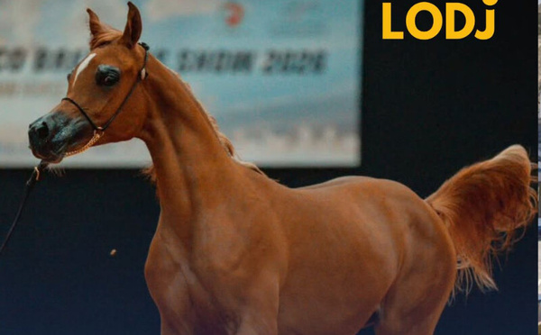 الرباط تحتفي بسحر الخيل العربية في كأس الإمارات العالمي 2026