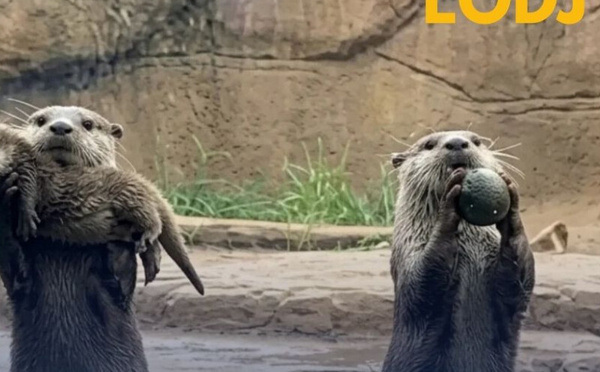 لحظات عائلية ساحرة مع ثعالب الماء في “San Diego Zoo”.. عالم من البساطة المدهشة