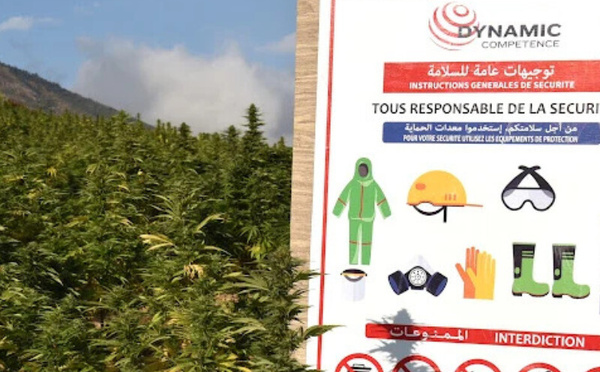 انتهاء موسم زراعة القنب الهندي بالمغرب وسط توسع متسارع للقطاع القانوني