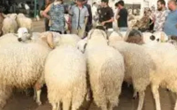 مغاربة يختارون الضيعات الفلاحية لاقتناء أضاحي العيد هرباً من فوضى الأسواق