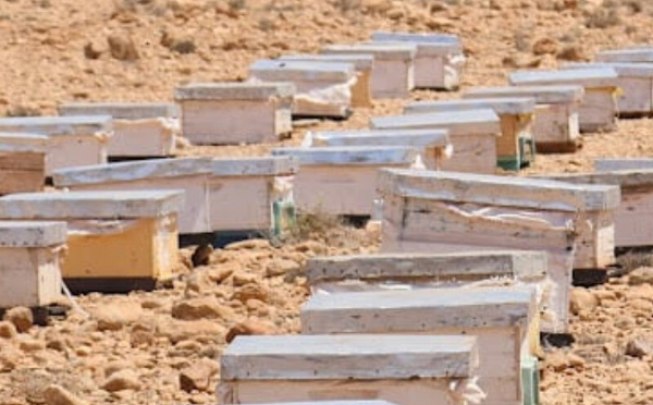 مربّو النحل يواجهون موجة الحر بإجراءات وقائية لحماية الخلايا من الإجهاد الحراري