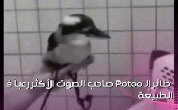 تخيل تكون وسط غابة مظلمة وتسمع صرخة استغاثة بشرية مفزعة