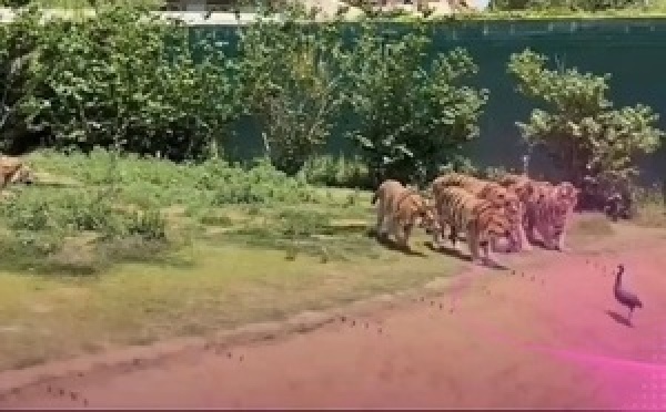 فيديو صادم كيروج بشكل كبير على منصات التواصل الاجتماعي؛ كيوثق لحظات تحبس الأنفاس لطائر "الكرسي"