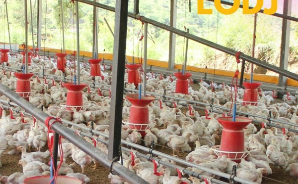 سوق الدجاج بالمغرب: تراجع حاد في الأسعار يضع المربين أمام أزمة خانقة