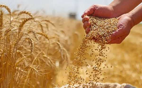 الفاو ترصد توازناً دقيقاً في وضعية الأمن الغذائي بالمغرب بين التعافي الزراعي والاعتماد على الاستيراد