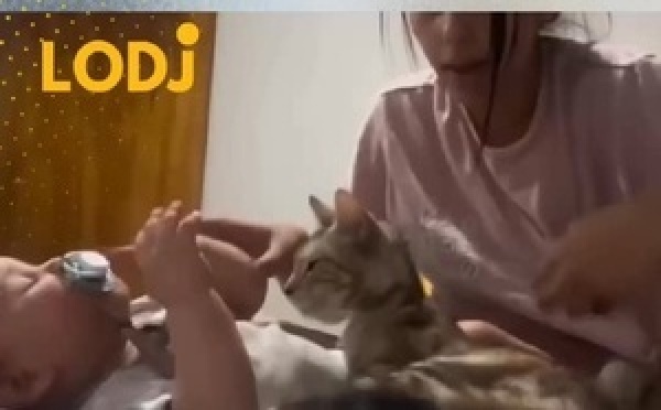 فيديو مؤثر وحنين بزاف كيروج فـ السوشيال ميديا؛ كيوثق لواحد اللقطة زوينة بزاف بين قطة ورضيع صغير، واللي بانت فيها غريزة الأمومة فـ أبهى صورها