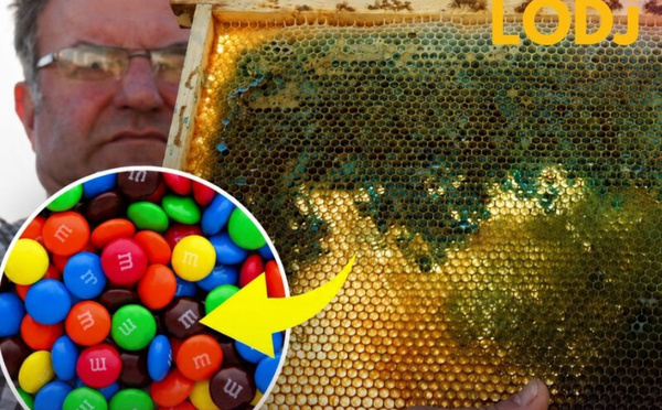 العسل الأزرق والأخضر.. عندما غيّرت حلوى M&amp;M's لون إنتاج النحل