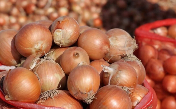 قفزة غير مسبوقة في واردات البصل.. المغرب يستورد ثمانية أضعاف الموسم الماضي