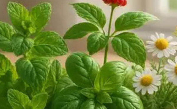 هل تساعد بعض النباتات على تنظيم حرارة الجسم؟ خبراء يوضحون