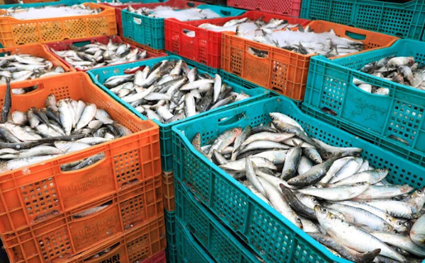 ميناء العيون يسجل قفزة في مفرغات الصيد بـ36% خلال ثمانية أشهر