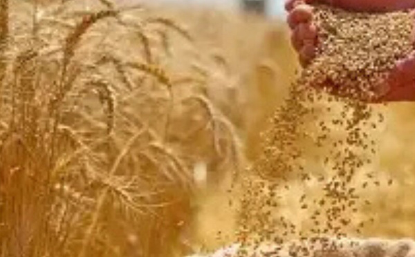 تحسن المحصول الوطني يخفض حاجة المغرب إلى واردات القمح اللين من فرنسا