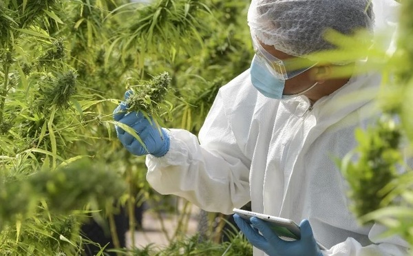 دواء مغربي مستخلص من القنب الهندي لعلاج الصرع يلفت الأنظار في إيطاليا