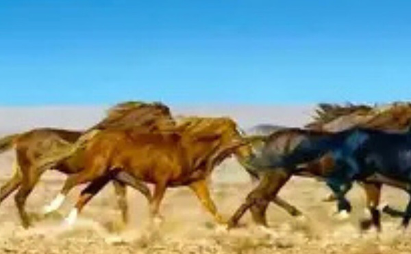 الحصون الإيبيرية المنسية على السواحل المغربية.. من زمن الغزو إلى استعادة الأرض والذاكرة