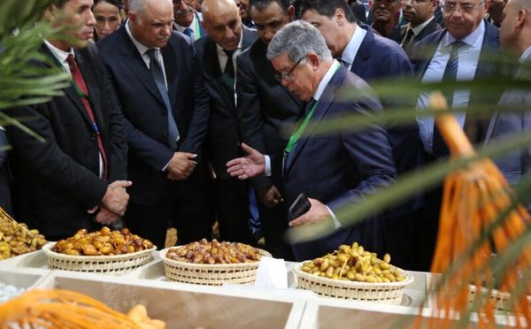 إنتاج التمور بالمغرب يرتفع 11% ليصل إلى 177 ألف طن