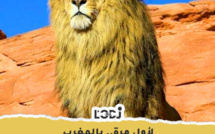 لأول مرة بالمغرب... معرض لتاريخ أسد الأطلس 