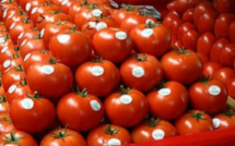 الطماطم المحفوظة المستوردة من مصر قيد التحقيق