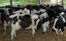 الحكومة ترفع إعانات دعم البقرات الحلوب إلى 6 آلاف درهم