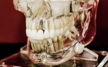 علماء يكشفون عن دواء يعيد نمو الأسنان بعد تكسرها أو تلفها