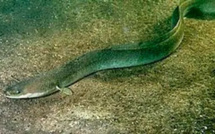اللجنة الدائمة لاتفاقية التجارة الدولية في أنواع النباتات والحيوانات المتوحشة المهددة بالانقراض تهنأ المغرب على التزامه بالمحافظة على سمك الأنقليس الأوروبي (Anguilla anguilla)