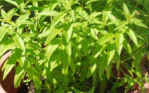 فوائد نبات التيزانة: العطر الطبيعي الذي يحمل خزانة من الصحة والعافية