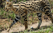 ظهور حيوان القط الأنمر في طنجة: الوكالة الوطنية للمياه والغابات تقدم تحديثات جديدة