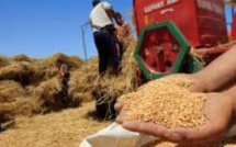 زيادة قياسية في واردات الحبوب وفقًا للفيدرالية الوطنية لتجار الحبوب والبقوليات 